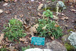 Image of roundleaf alumroot