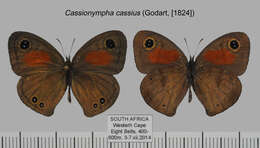 Plancia ëd Cassionympha cassius Godart 1823