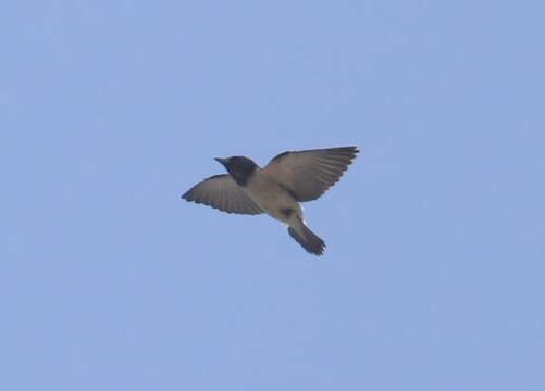 Image of White-breasted Woodswallow