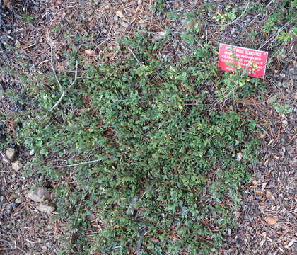 Image of Rincon Ridge ceanothus