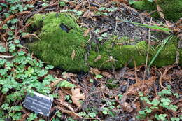 Image of isothecium moss