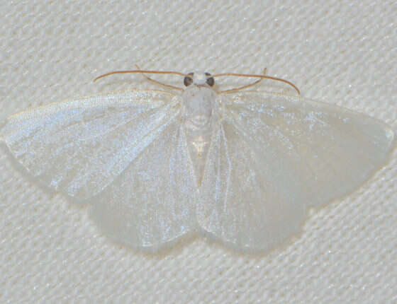 Image of White Spring Moth