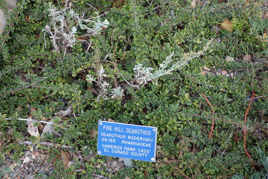 Image of Pine Hill buckbrush