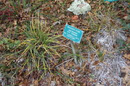 Image of Brainerd's sedge