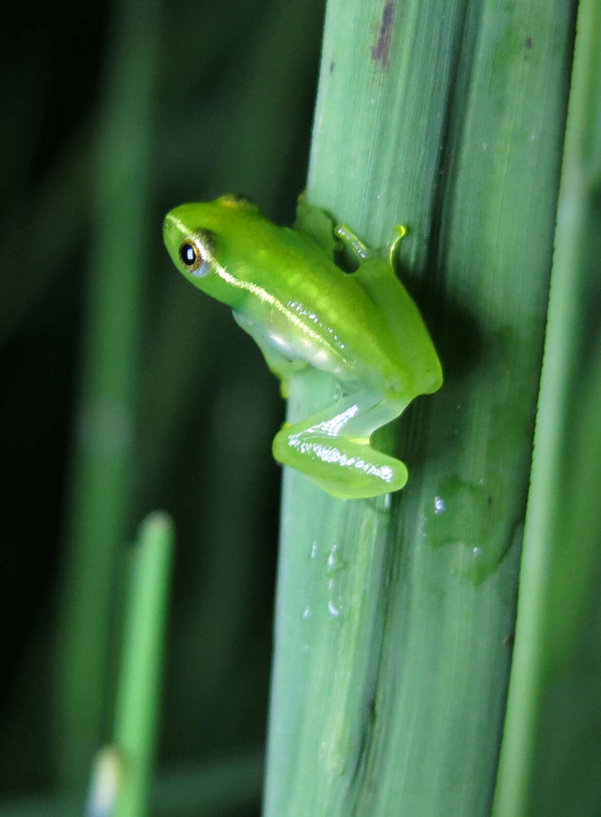 Image of Sharp-headed Long Reed Frog