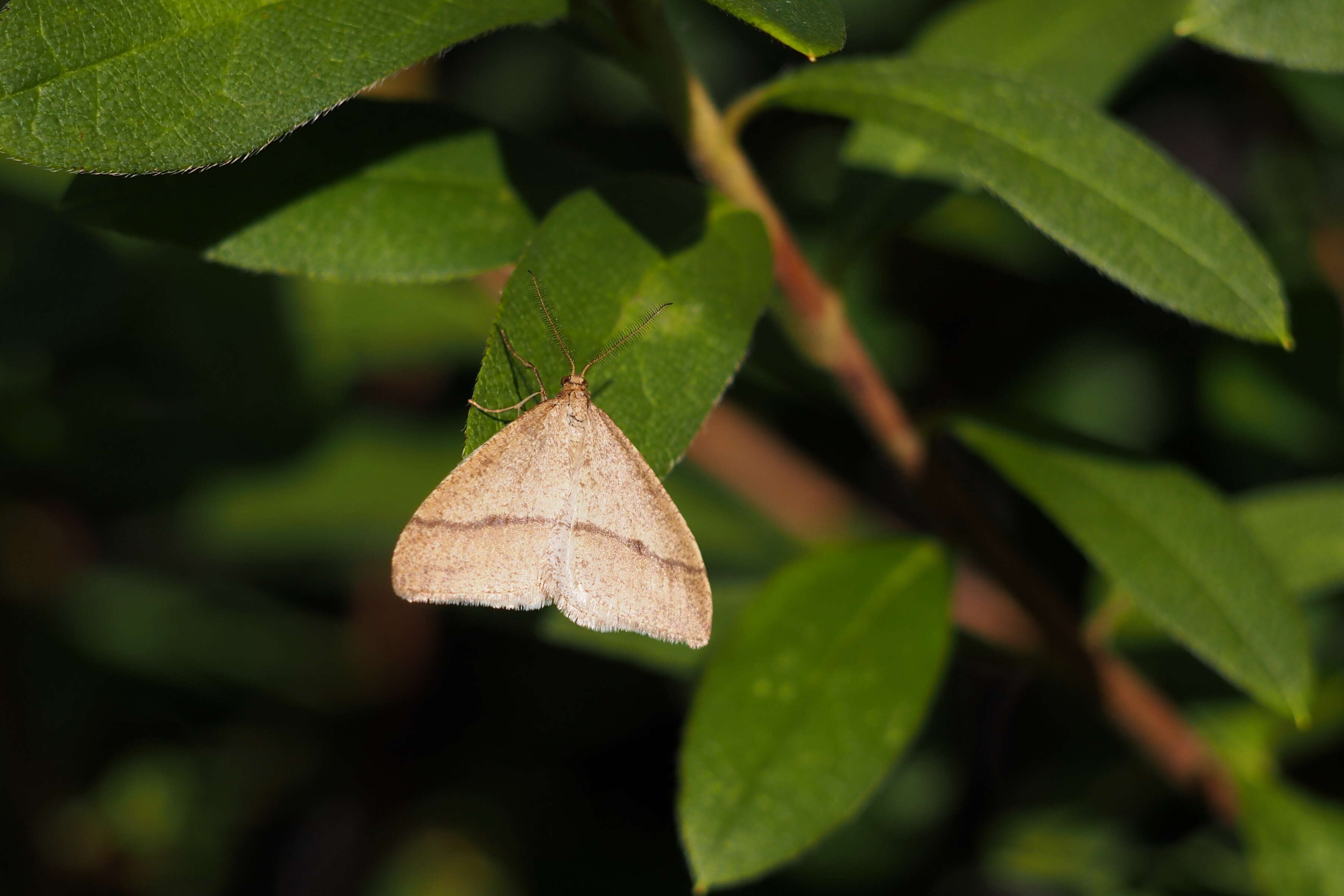 Plancia ëd Pachyerannis