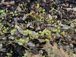 Image of creeping willow