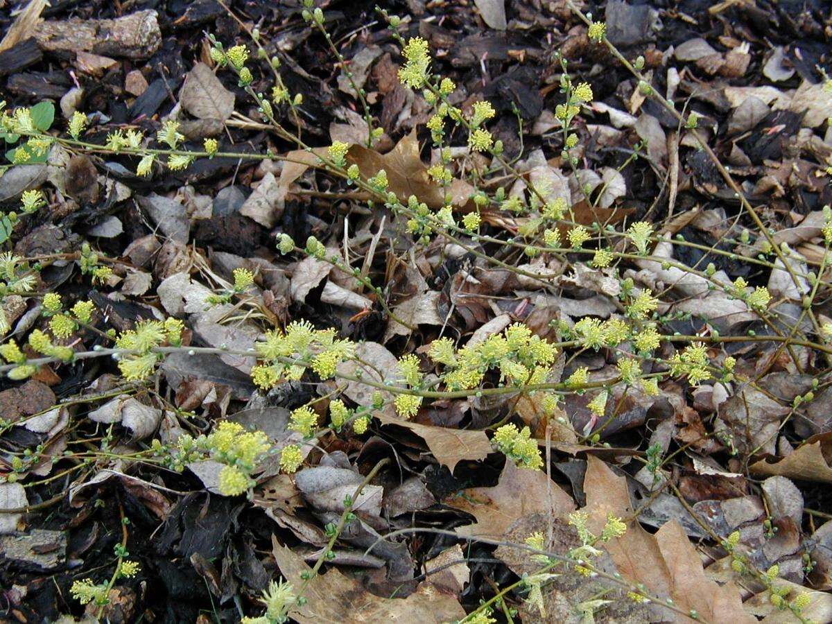 Image of creeping willow