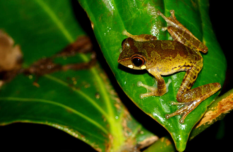 Image of Masked tree frog