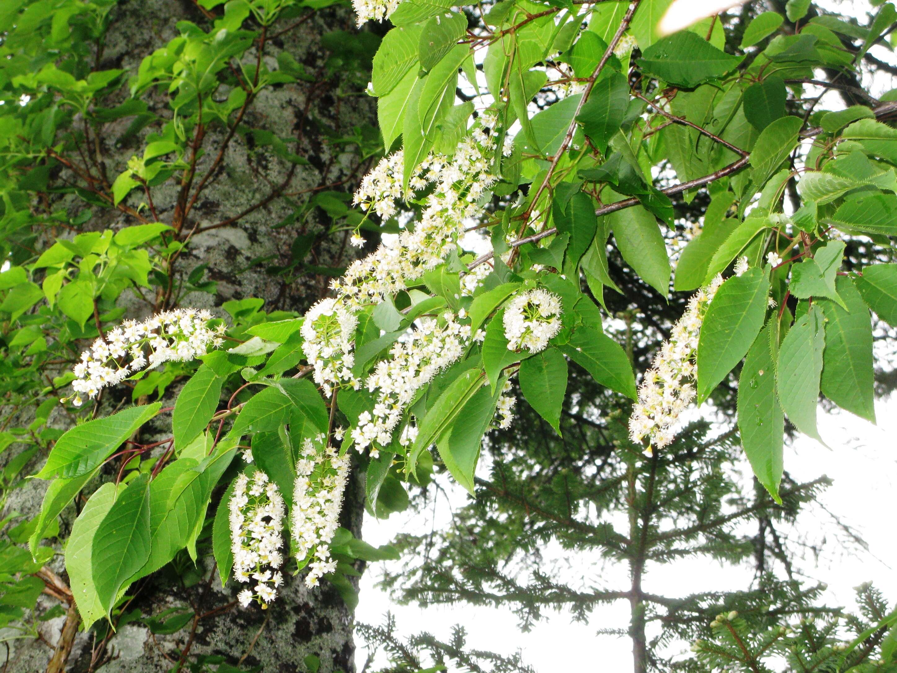 Imagem de Prunus ssiori F. Schmidt