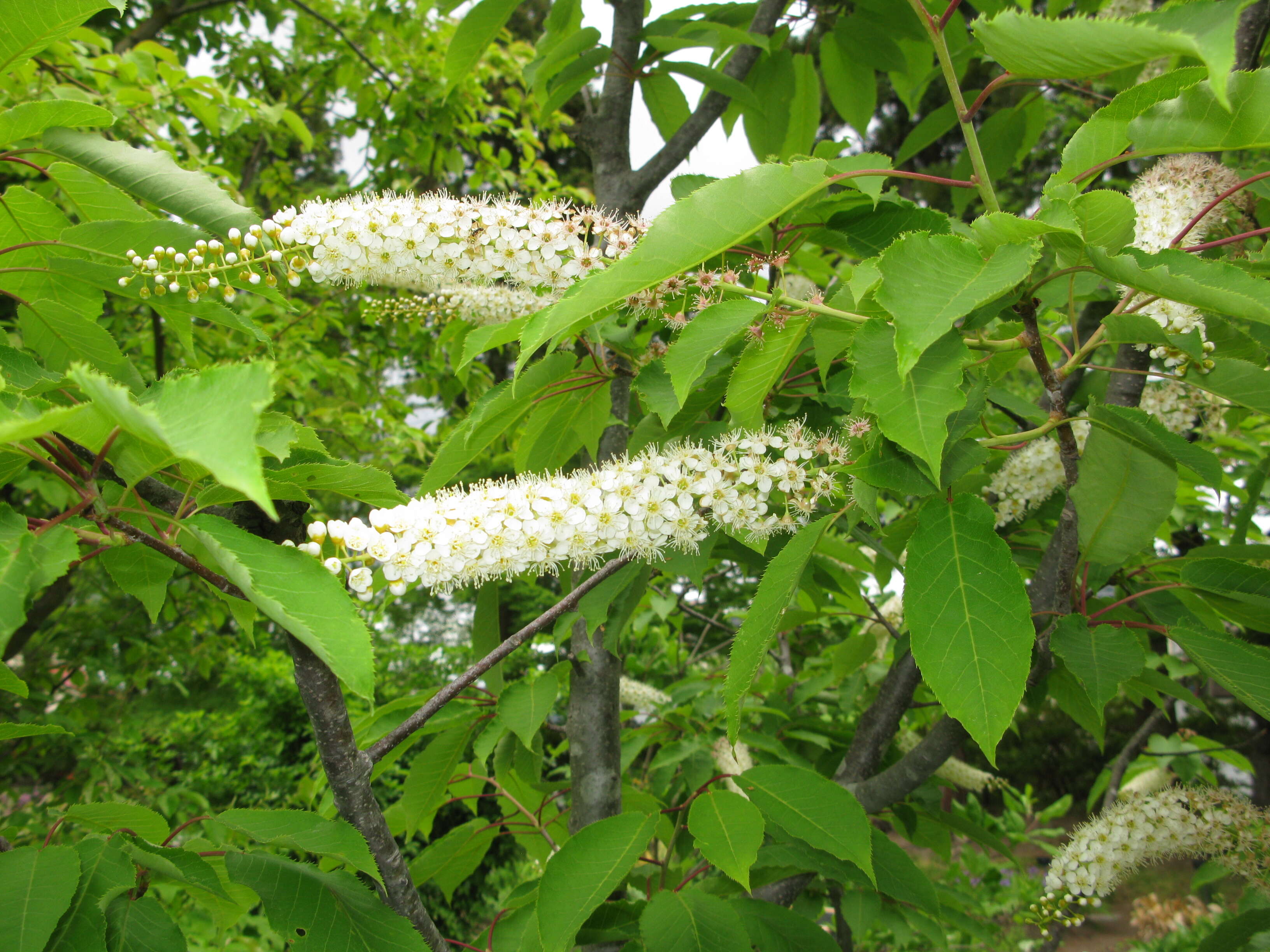 Imagem de Prunus ssiori F. Schmidt