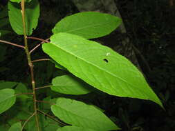 Imagem de Prunus ssiori F. Schmidt