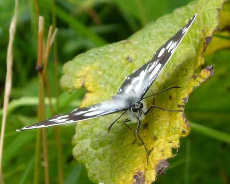 Image of marbled white