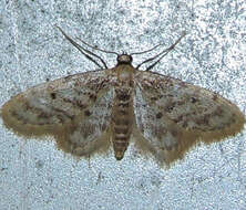 Image of Fortunate Idaea