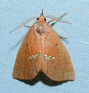 Image of Large Necklace Moth