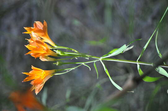 Image of Alstroemeria ligtu L.