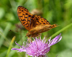 Image of High brown fritillary