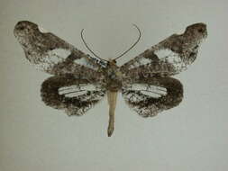 Image of Macrosoma hyacinthina Warren 1905
