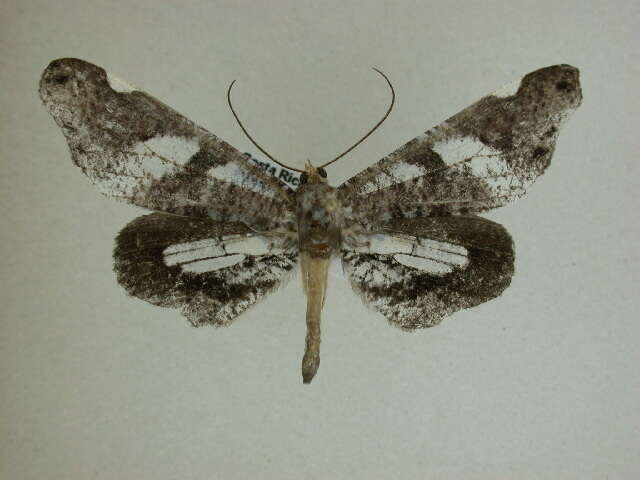 Image of Macrosoma hyacinthina Warren 1905