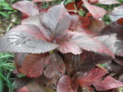 Image de Acalypha wilkesiana Müll. Arg.