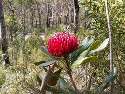 Image of Telopea aspera M. D. Crisp & P. H. Weston