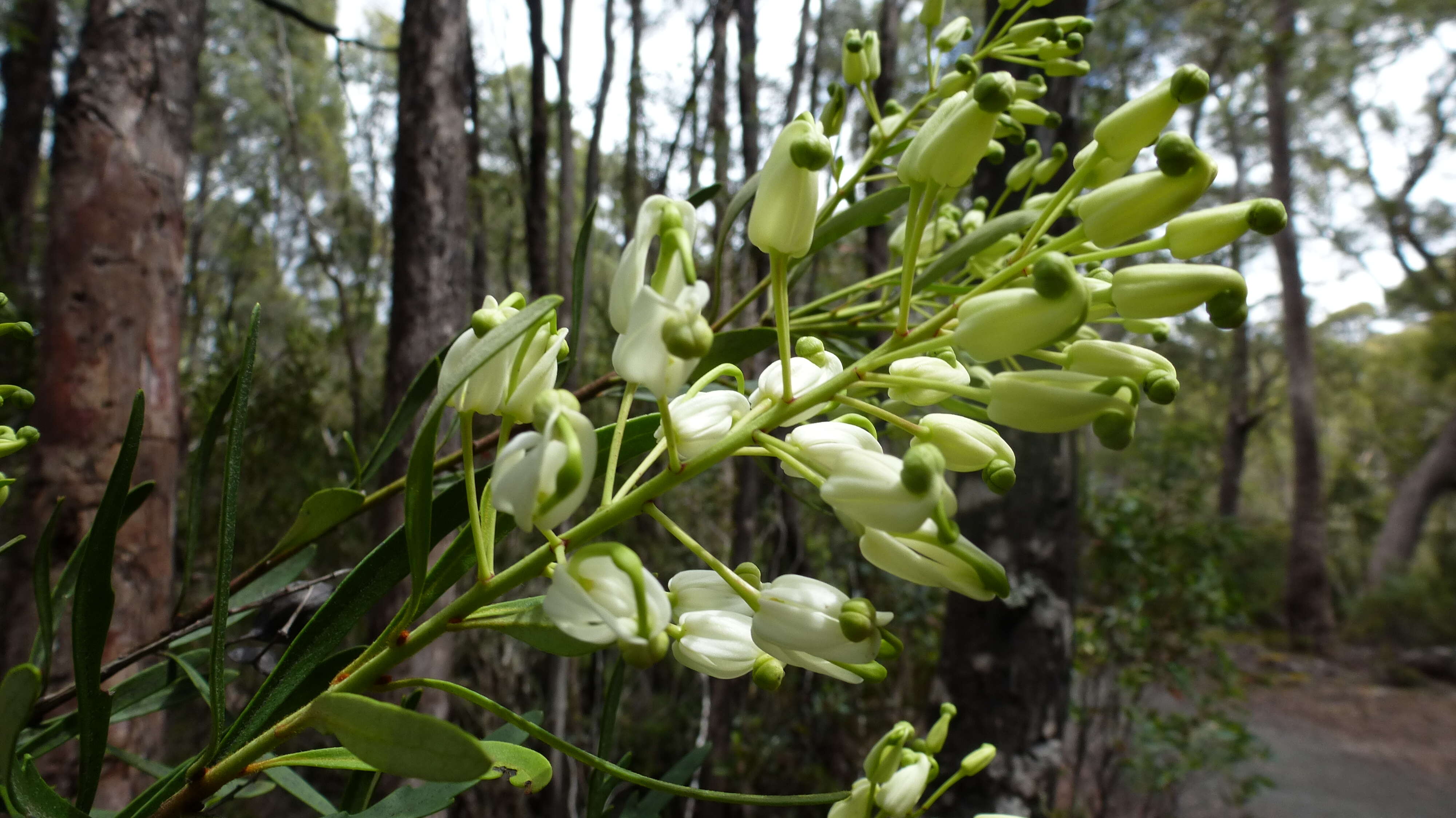 Imagem de Lomatia tinctoria (Labill.) R. Br.