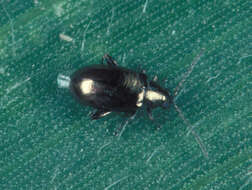 Image of Corn Flea Beetle