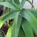 Sivun Aloe flexilifolia Christian kuva