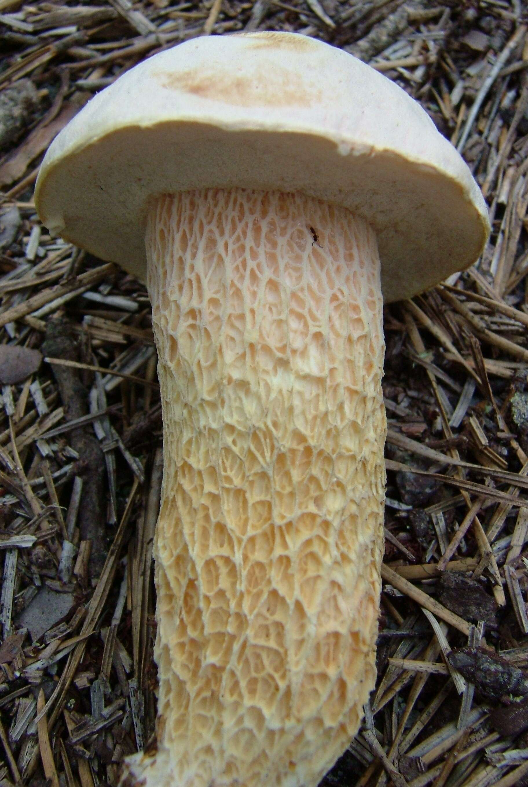 Sivun Austroboletus subflavidus (Murrill) Wolfe 1980 kuva