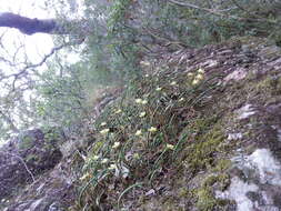 Dendrobium striolatum Rchb. fil. resmi