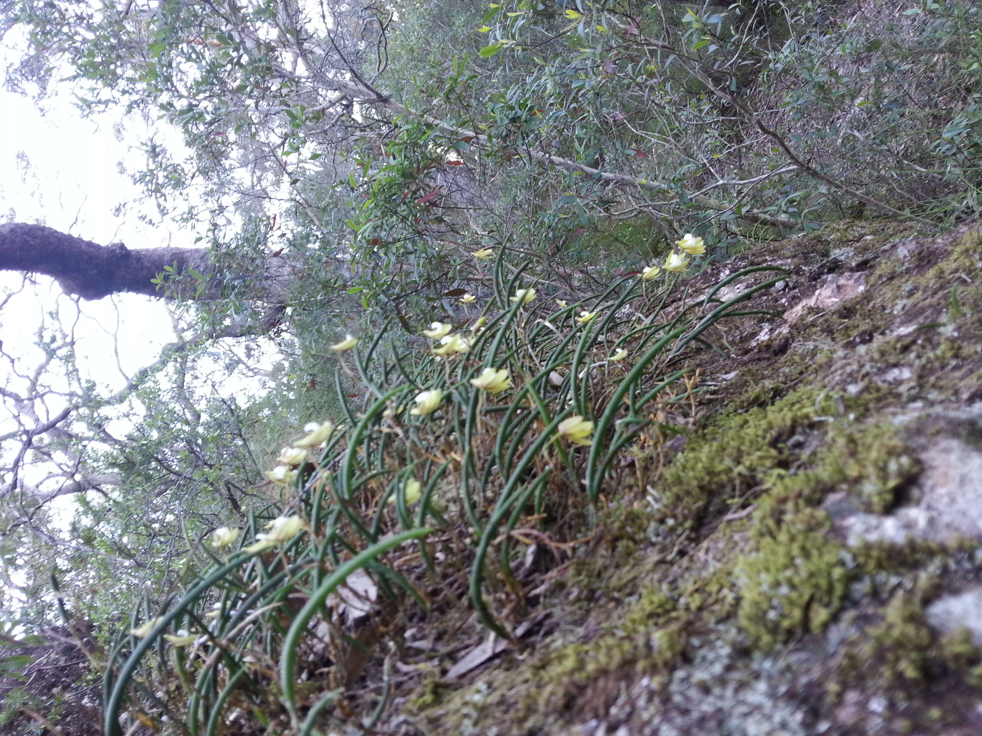 Dendrobium striolatum Rchb. fil. resmi