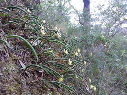 Dendrobium striolatum Rchb. fil. resmi