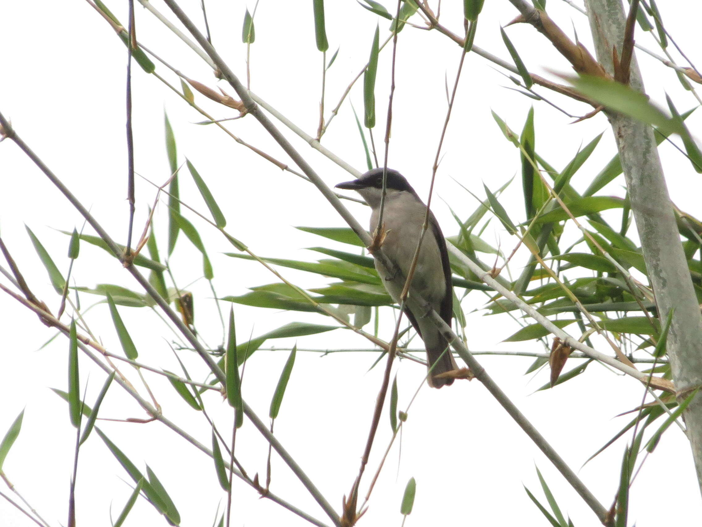 Слика од Tephrodornis sylvicola Jerdon 1839