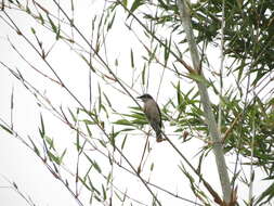 Image of Malabar Woodshrike