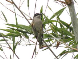 Слика од Tephrodornis sylvicola Jerdon 1839