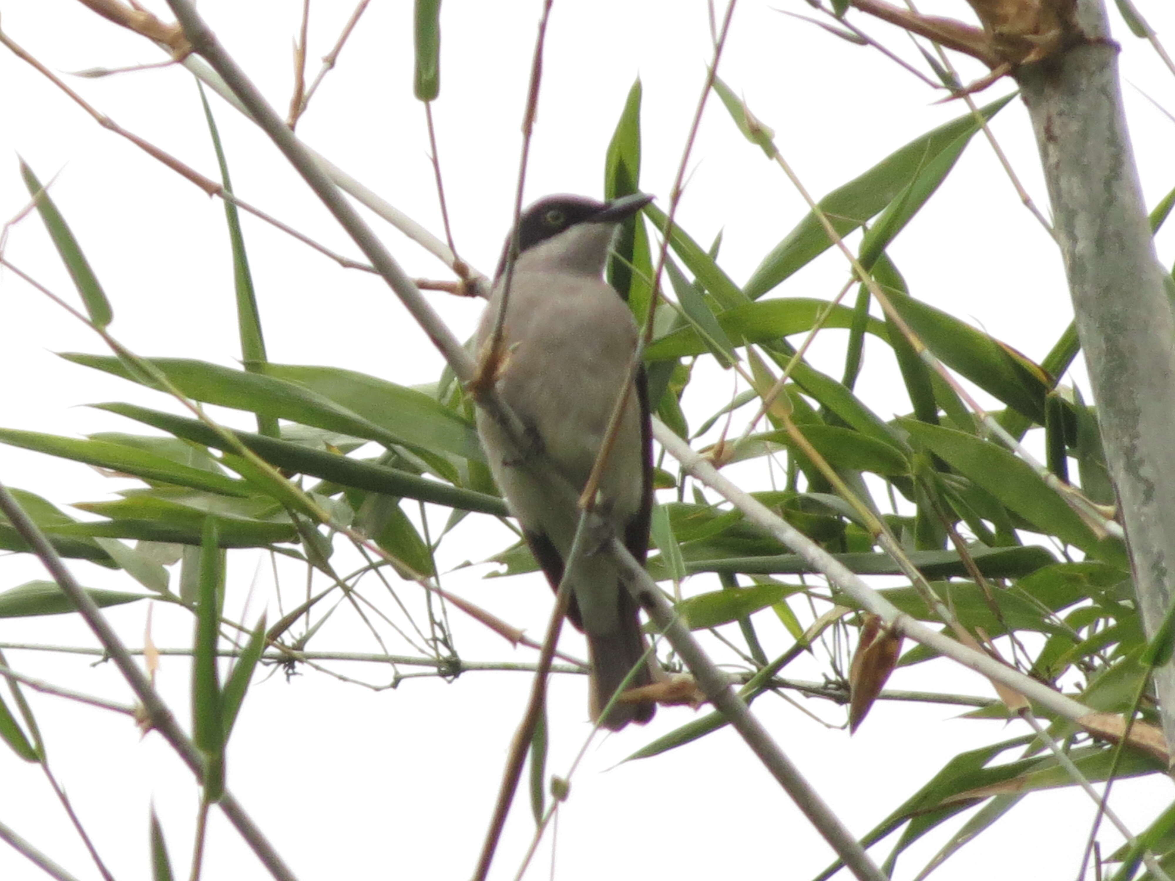 Слика од Tephrodornis sylvicola Jerdon 1839