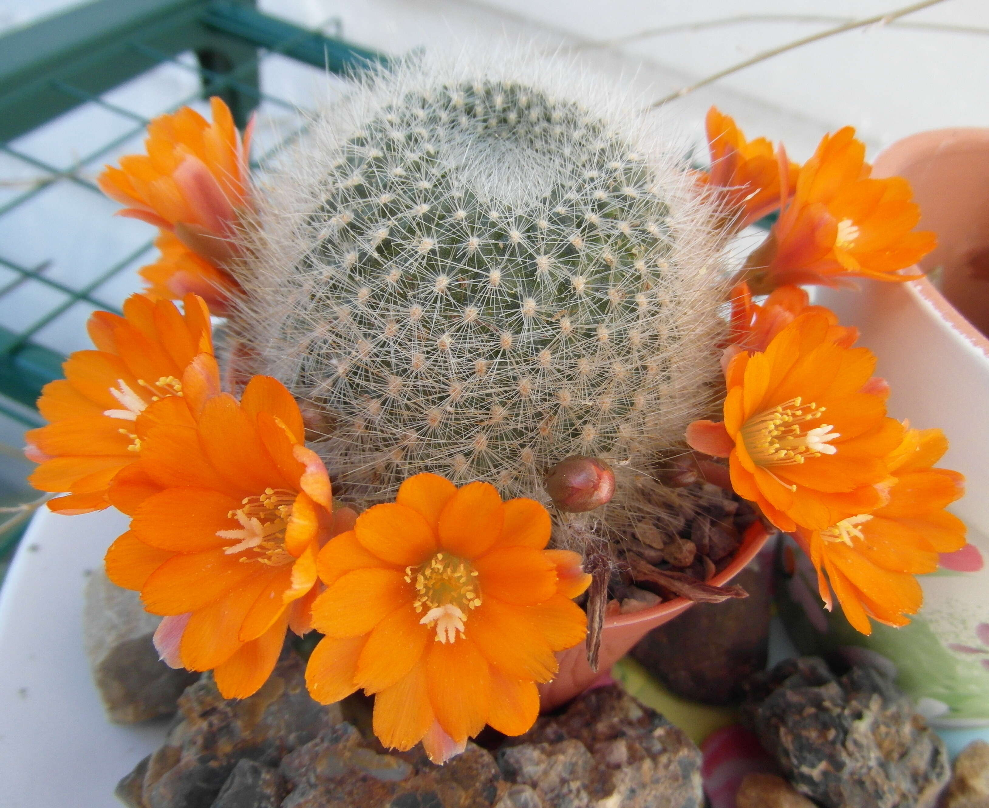 Image of Rebutia pulvinosa F. Ritter & Buining