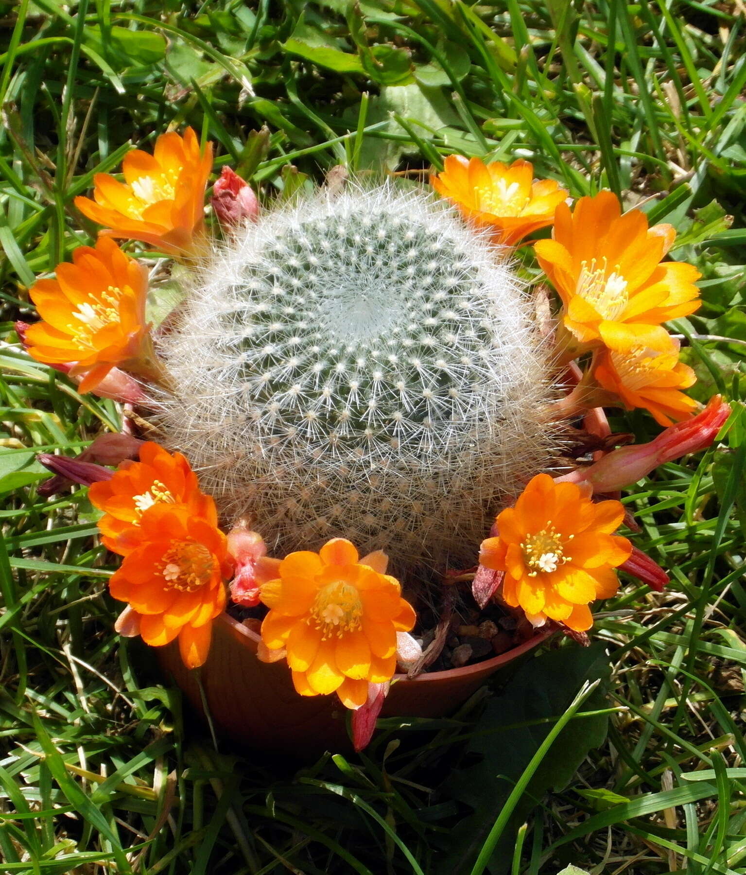 Image of Rebutia pulvinosa F. Ritter & Buining