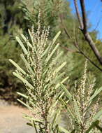 Image of Snowy River wattle