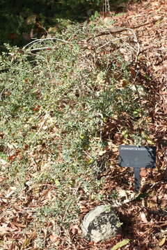 Image of Eremophila brevifolia (A. DC.) F. Muell.