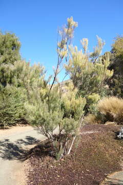 Image of Snowy River wattle