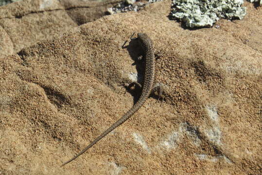 Image of Spotted Skink