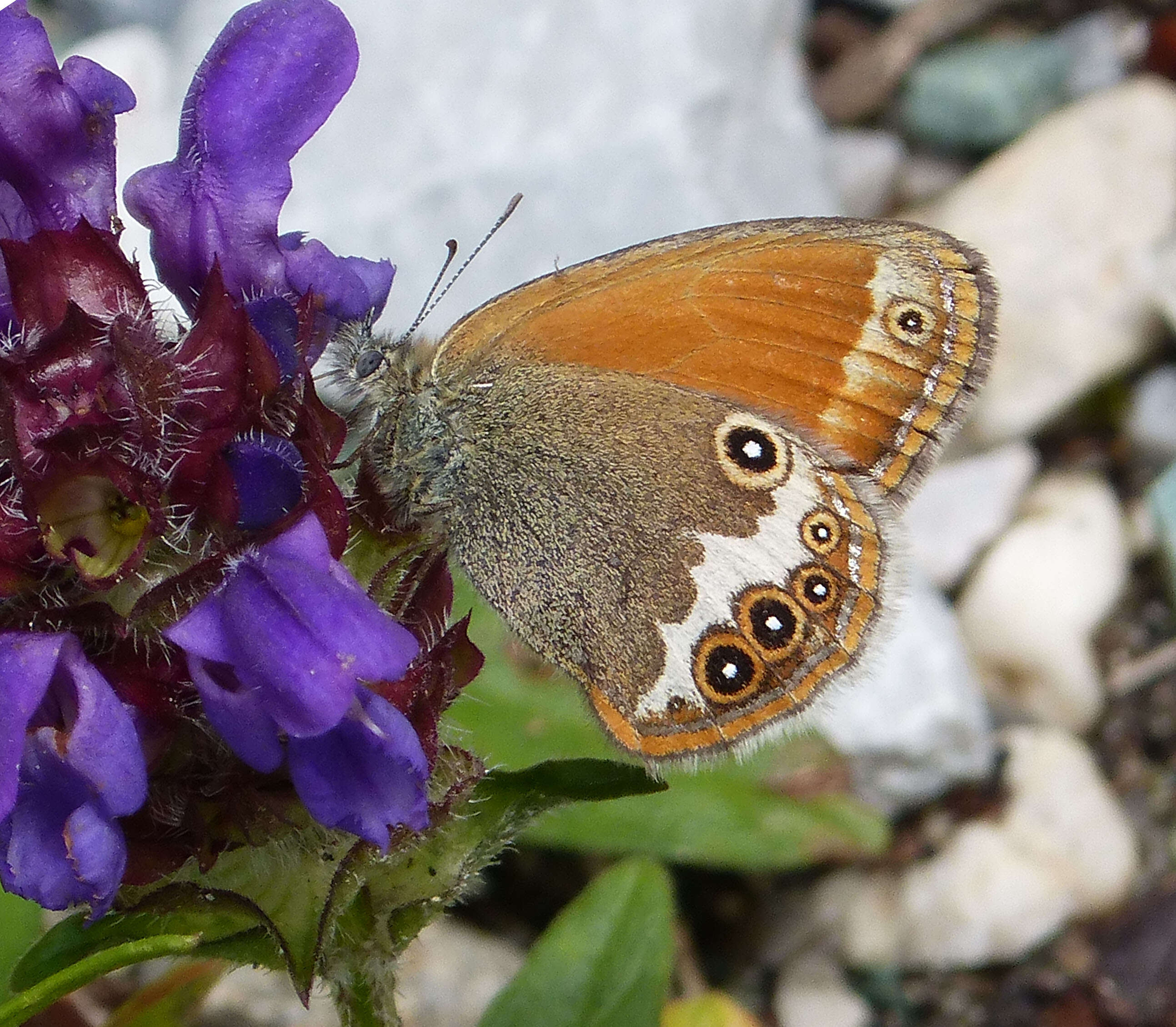 Sivun Coenonympha arcania Linnaeus 1761 kuva