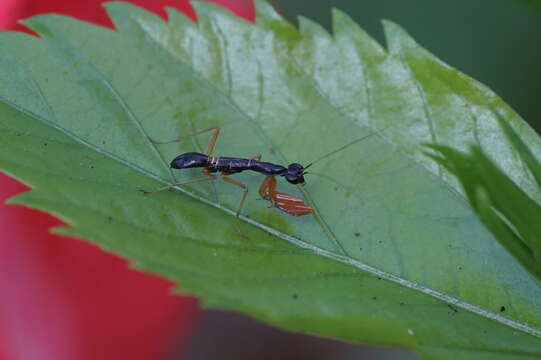 Plancia ëd Odontomantis