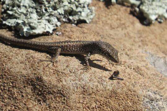 Image of Spotted Skink