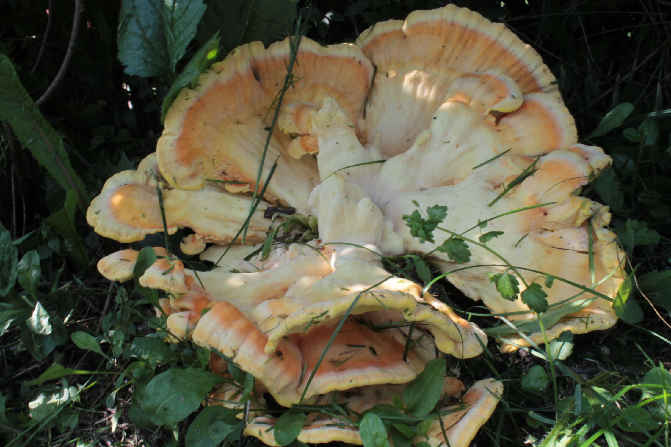 Image of Bracket Fungus