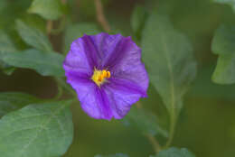 Image of Blue Potato Bush