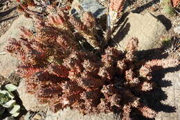 Aloe juvenna Brandham & S. Carter resmi