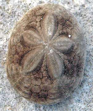 Image of sea biscuit