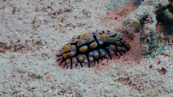 Image of Lumpy black bluegrey orange slug